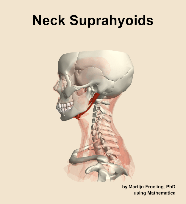 Muscles of the suprahyoids compartment of the neck