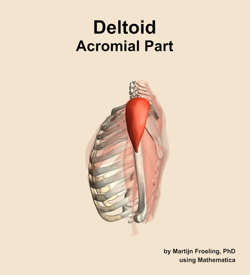 The acromial part of the deltoid muscle of the shoulder