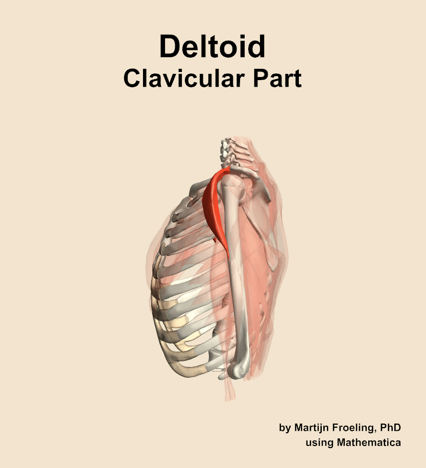 The clavicular part of the deltoid muscle of the shoulder