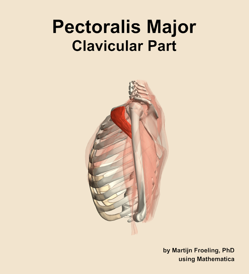 The clavicular part of the pectoralis major muscle of the shoulder