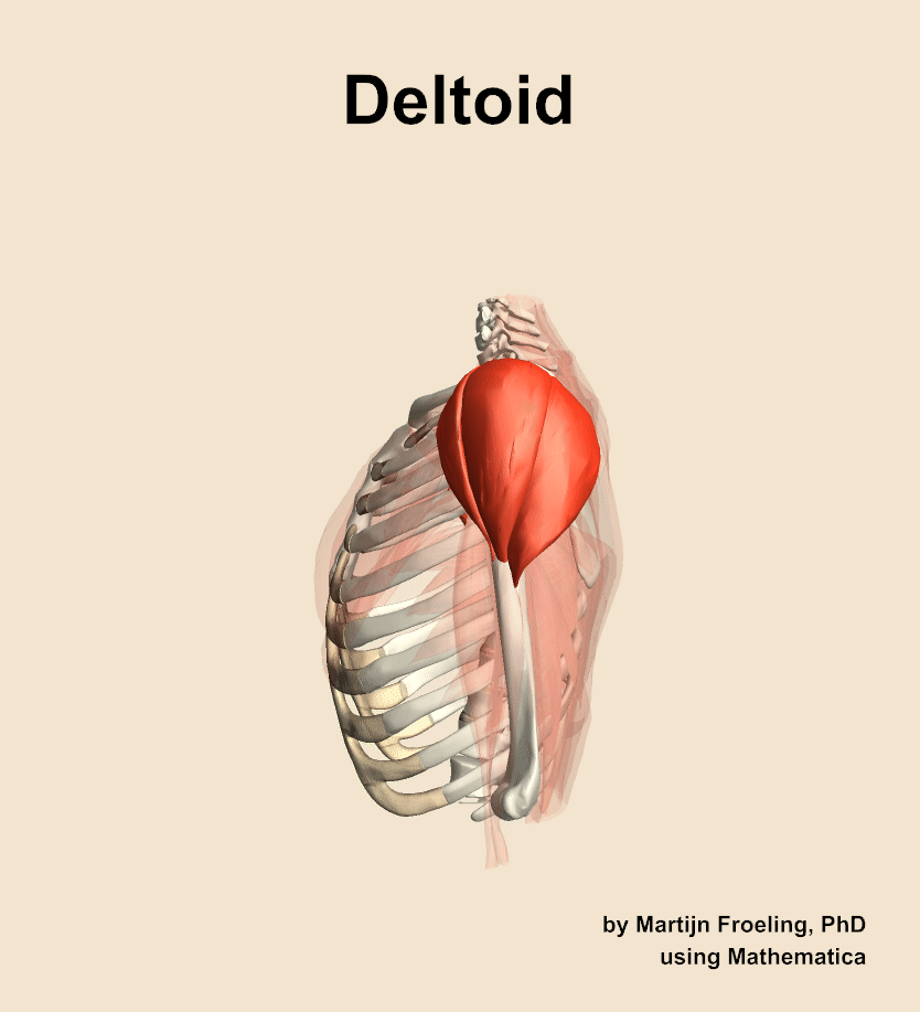 The deltoid muscle of the shoulder