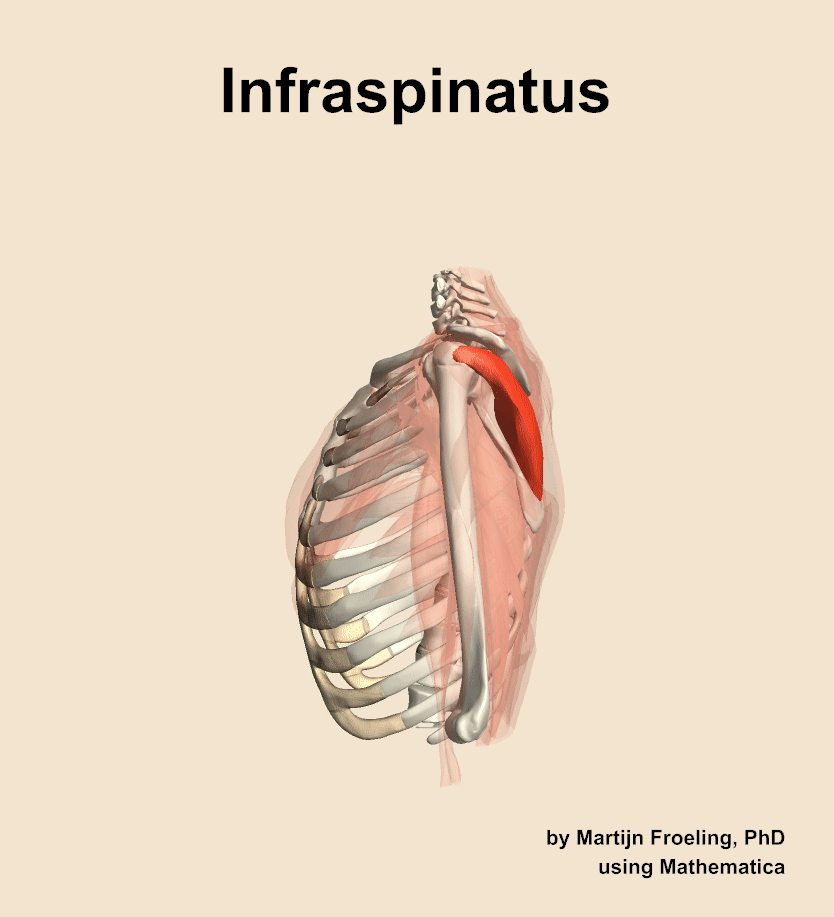 The infraspinatus muscle of the shoulder