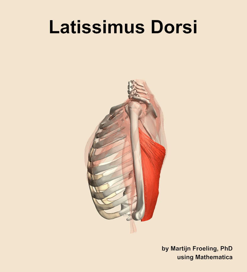 The latissimus dorsi muscle of the shoulder