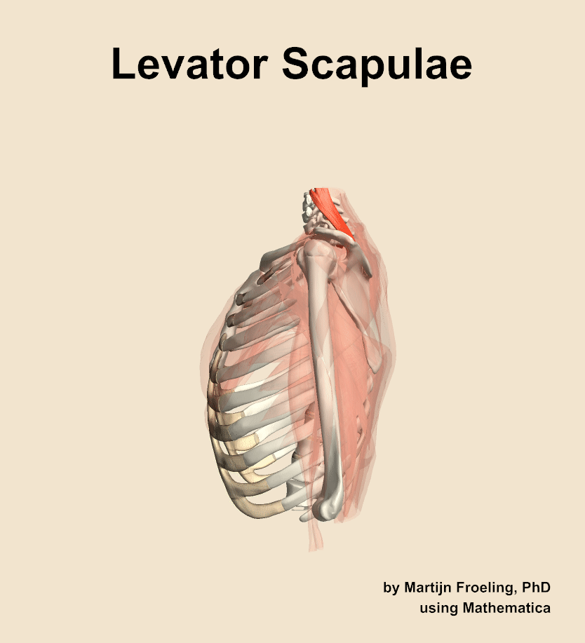 The levator scapulae muscle of the shoulder
