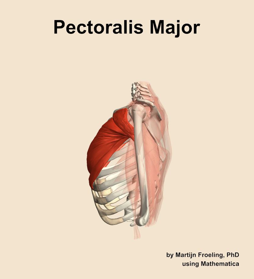 The pectoralis major muscle of the shoulder