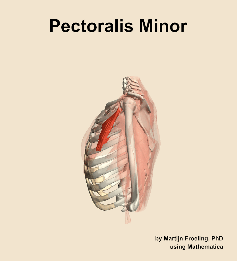 The pectoralis minor muscle of the shoulder