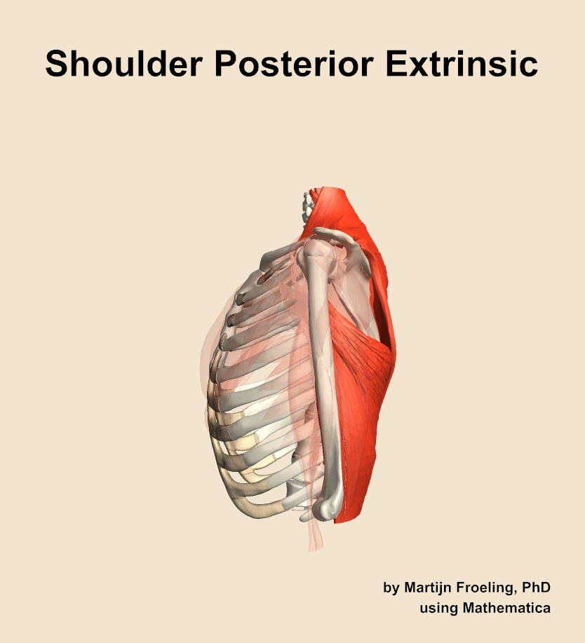 Muscles of the posterior extrinsic compartment of the shoulder