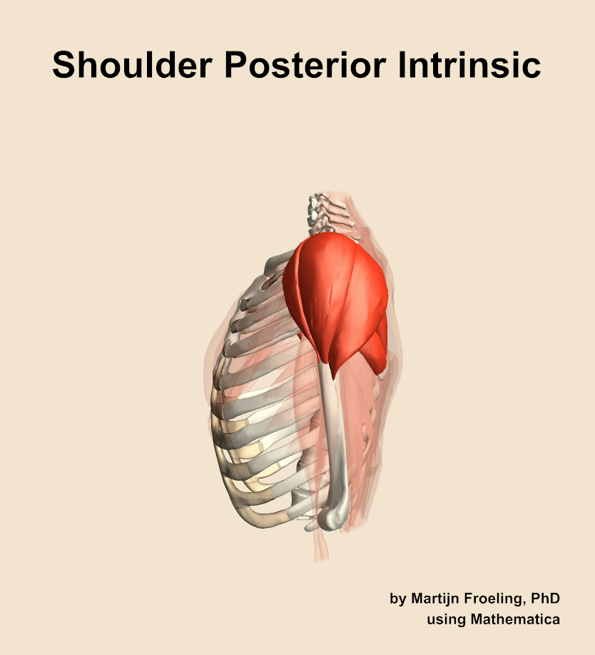 Muscles of the posterior intrinsic compartment of the shoulder