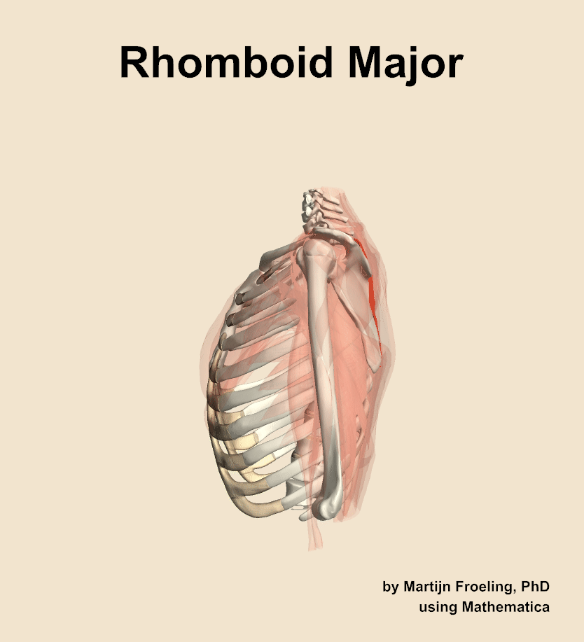 The rhomboid major muscle of the shoulder