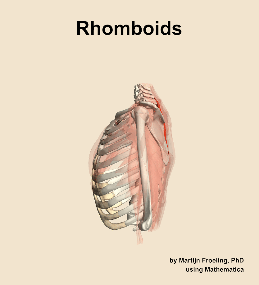 The rhomboids muscle of the shoulder
