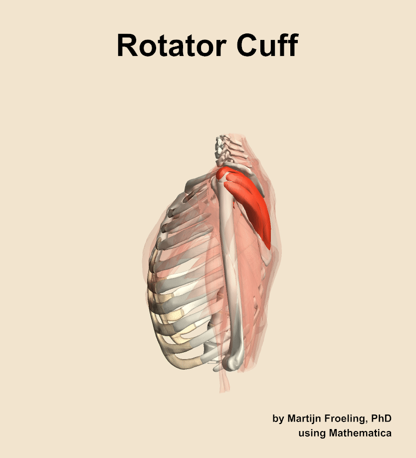 The rotator cuff muscle of the shoulder