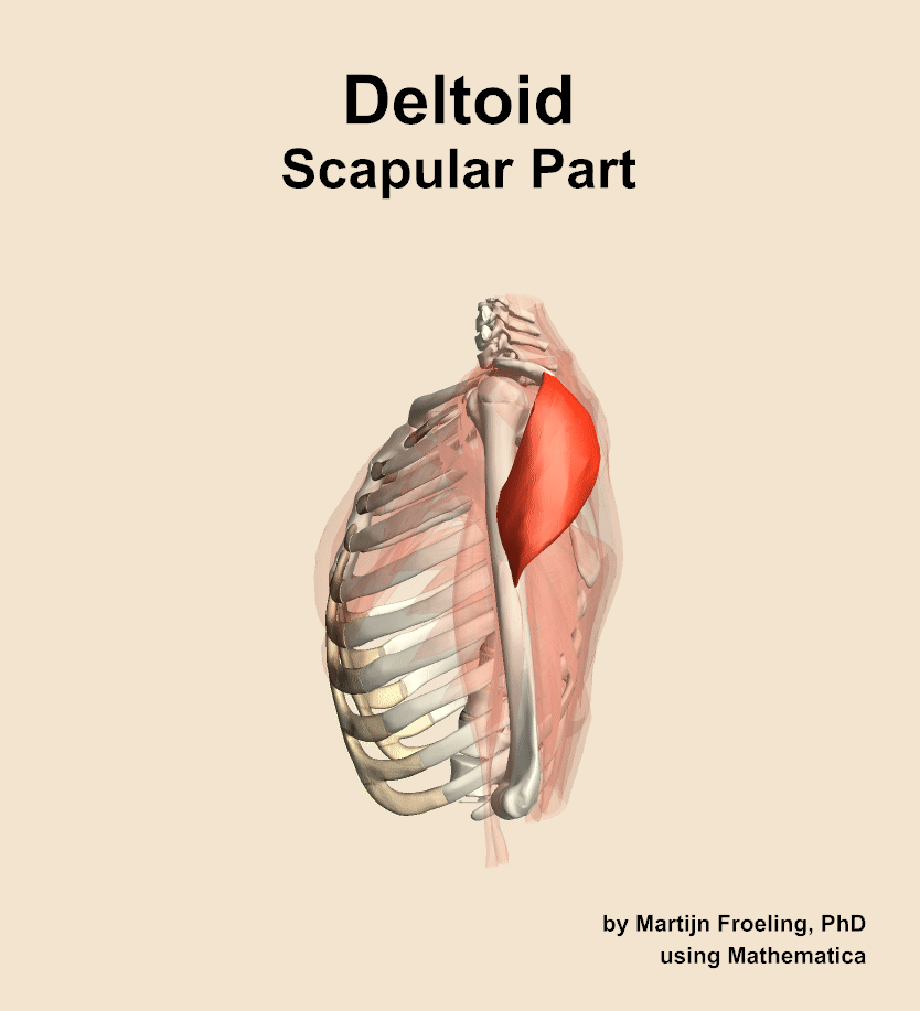The scapular part of the deltoid muscle of the shoulder
