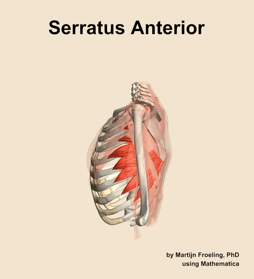 The serratus anterior muscle of the shoulder