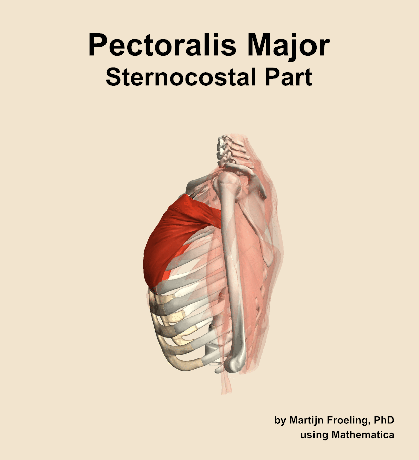 The sternocostal part of the pectoralis major muscle of the shoulder