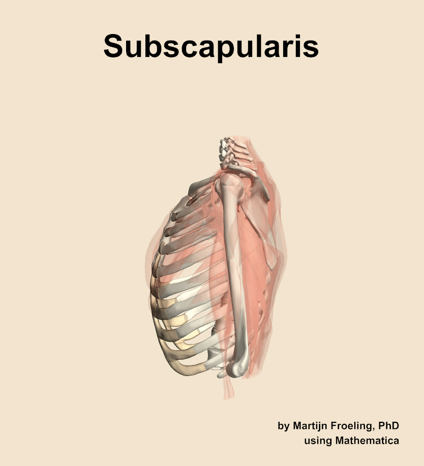 The subscapularis muscle of the shoulder