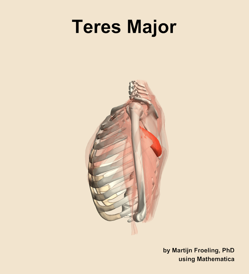 The teres major muscle of the shoulder
