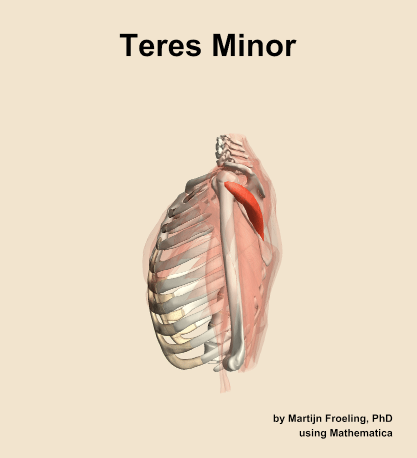 The teres minor muscle of the shoulder