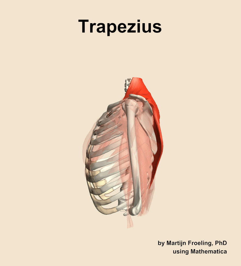 The trapezius muscle of the shoulder