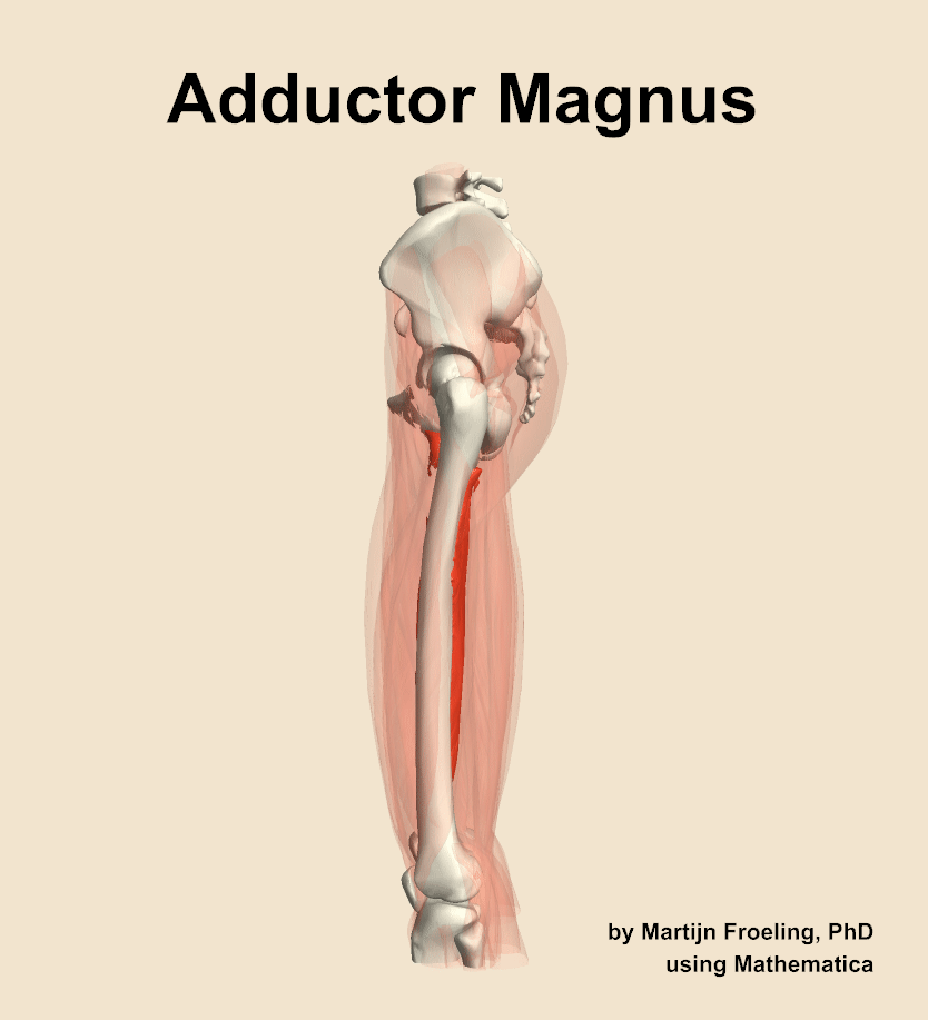 The adductor magnus muscle of the thigh