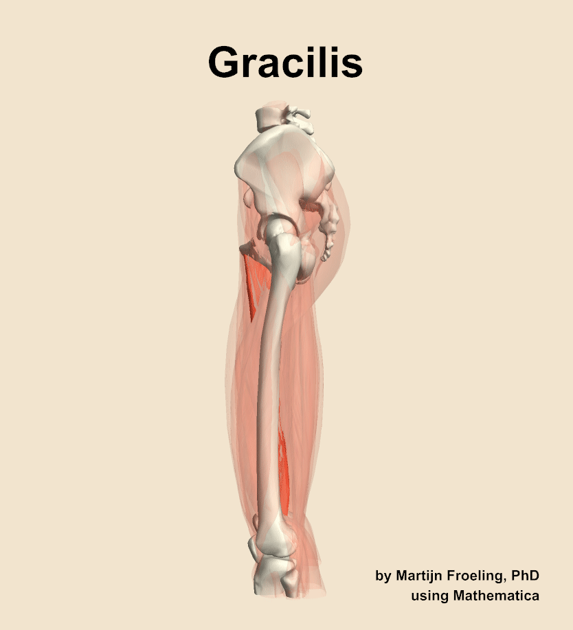 The gracilis muscle of the thigh