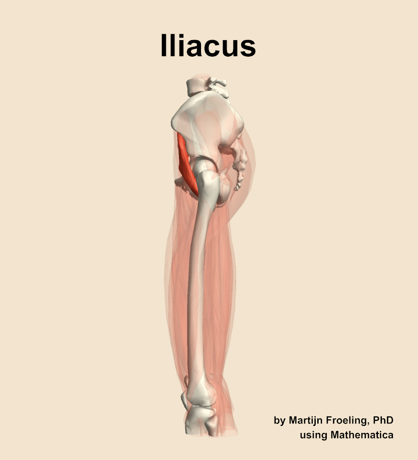 The iliacus muscle of the thigh