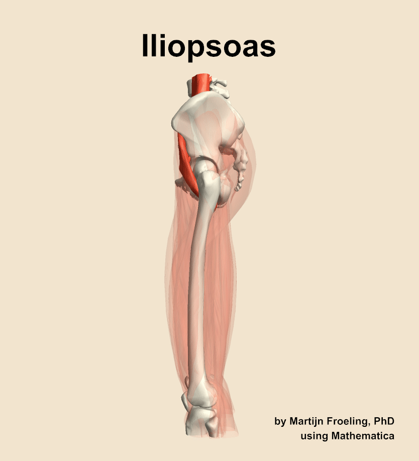 The iliopsoas muscle of the thigh