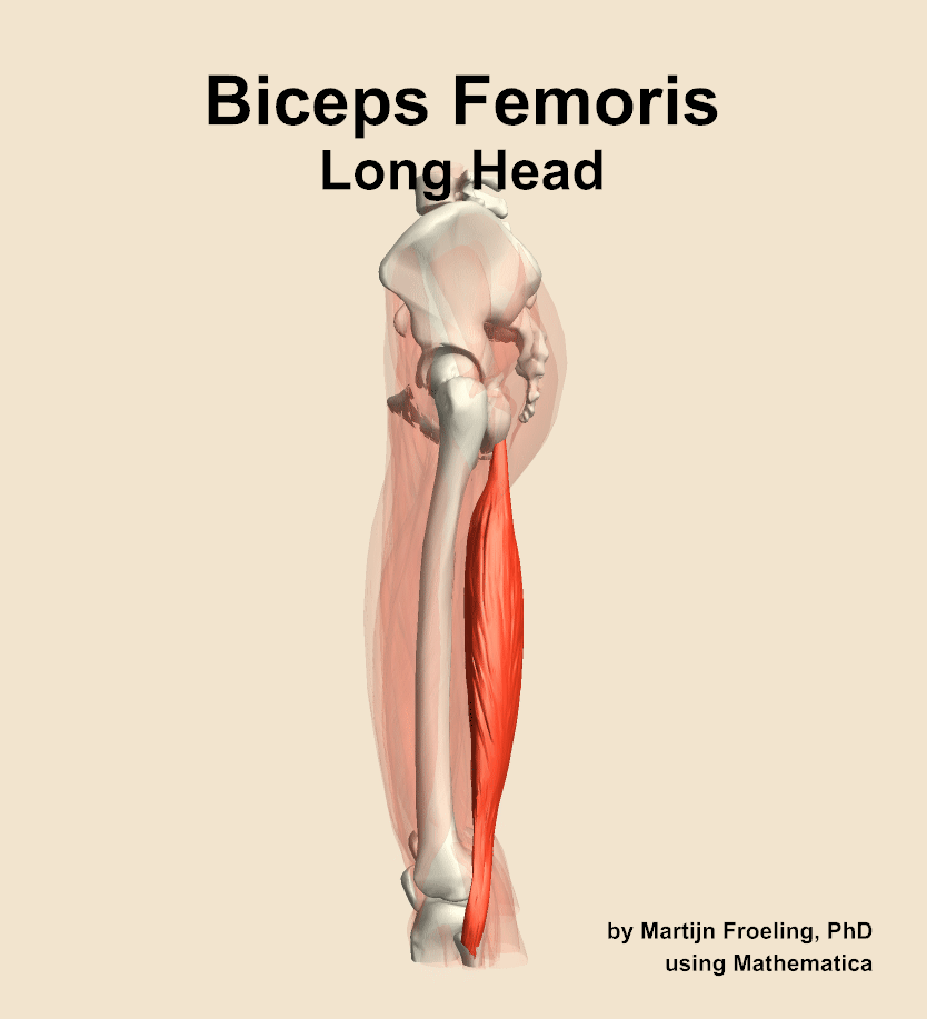 The long head of the biceps femoris muscle of the thigh