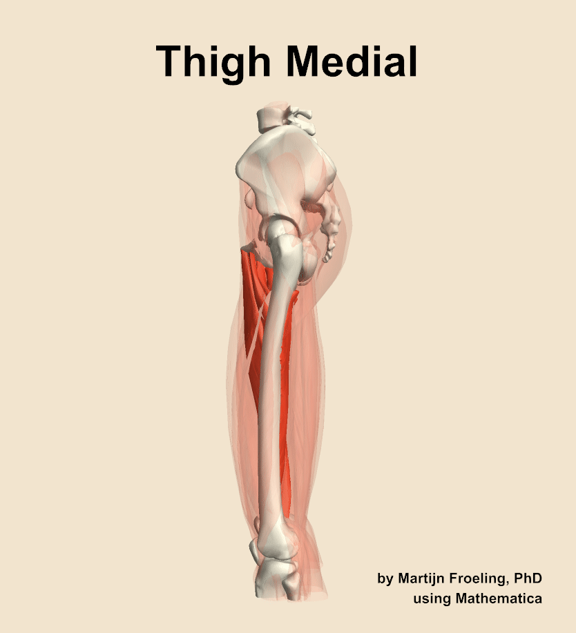Muscles of the medial compartment of the thigh