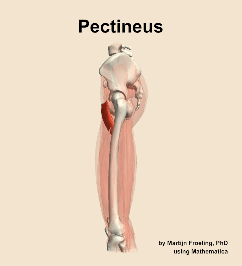 The pectineus muscle of the thigh