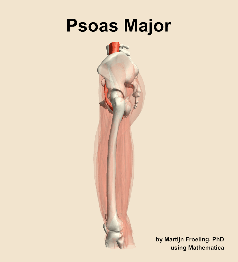 The psoas major muscle of the thigh