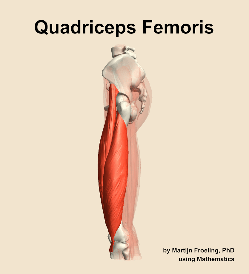 The quadriceps femoris muscle of the thigh
