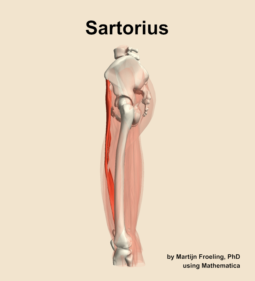 The sartorius muscle of the thigh