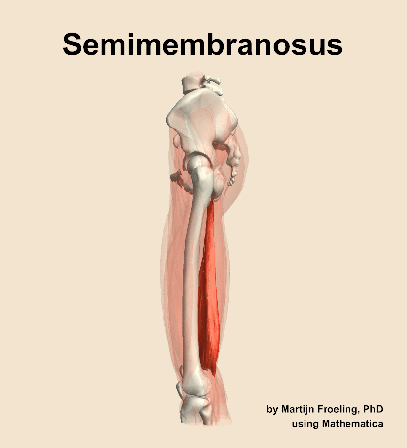 The semimembranosus muscle of the thigh