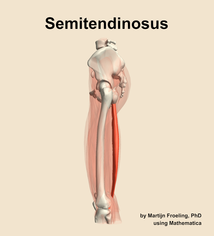 The semitendinosus muscle of the thigh