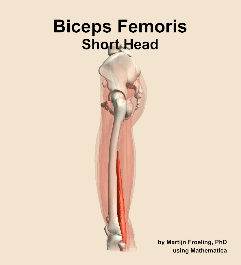 The short head of the biceps femoris muscle of the thigh