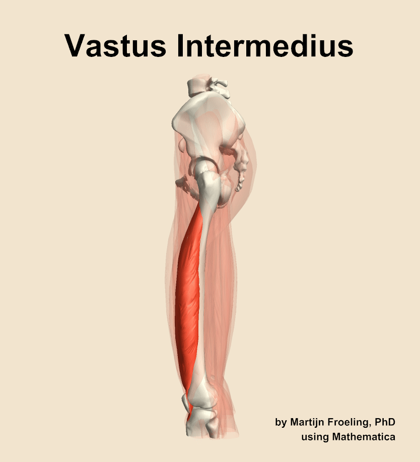 The vastus intermedius muscle of the thigh