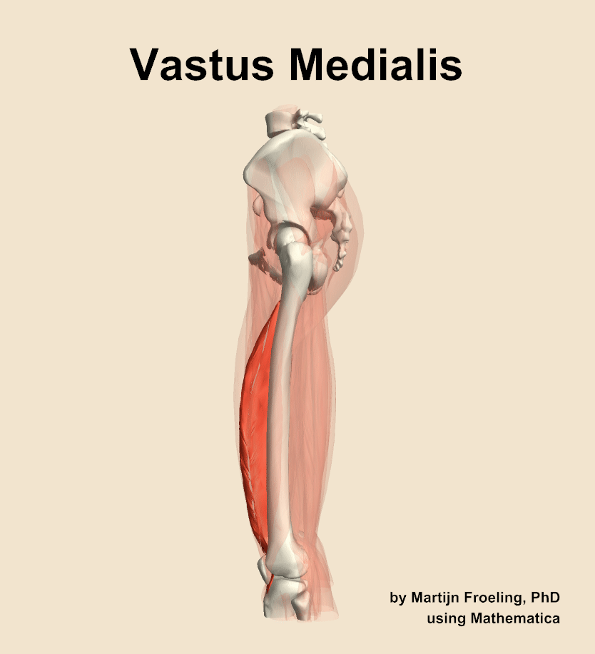 The vastus medialis muscle of the thigh