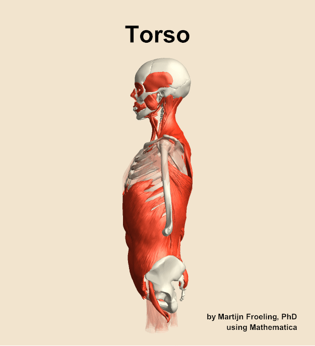 Muscles of the Torso