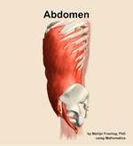 Muscles of the Abdomen - orientation 1