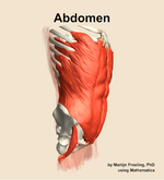 Muscles of the Abdomen - orientation 10