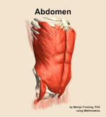 Muscles of the Abdomen - orientation 11