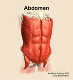 Muscles of the Abdomen - orientation 12