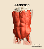 Muscles of the Abdomen - orientation 14