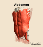 Muscles of the Abdomen - orientation 15