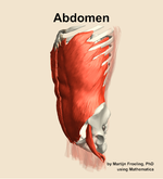 Muscles of the Abdomen - orientation 16