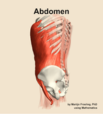 Muscles of the Abdomen - orientation 2