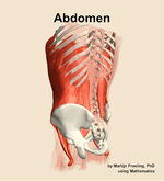 Muscles of the Abdomen - orientation 3