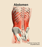 Muscles of the Abdomen - orientation 4