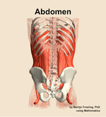 Muscles of the Abdomen - orientation 5