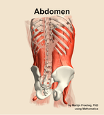 Muscles of the Abdomen - orientation 6